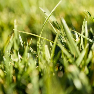 Pasto Sintetico